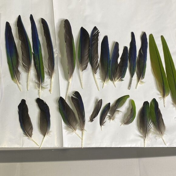 Nanday Conure Parrot Feathers Green Blue Black Mixed Naturally Molted 24 Piece - Picture 5 of 5